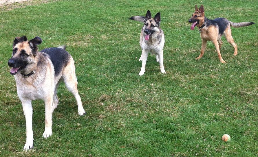 IMG_3700_zps8e00f391