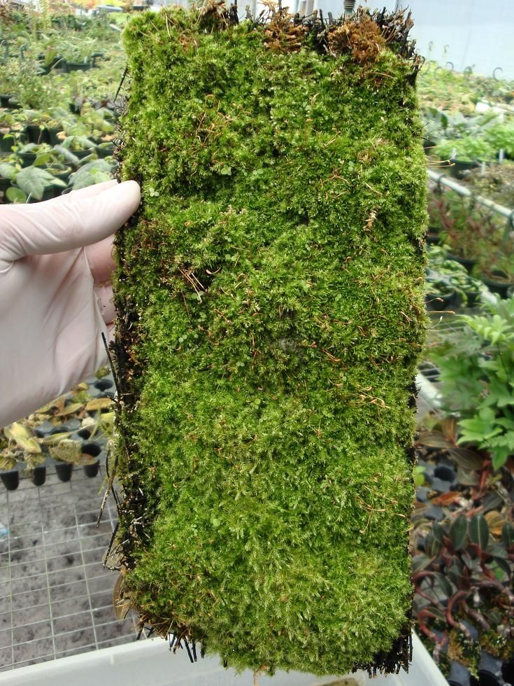 Best way to grow moss on tree fern? Dendroboard