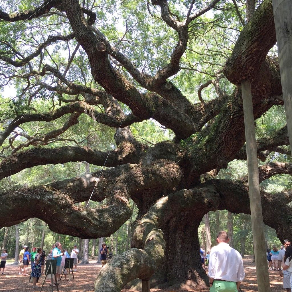 angel oak south carolina