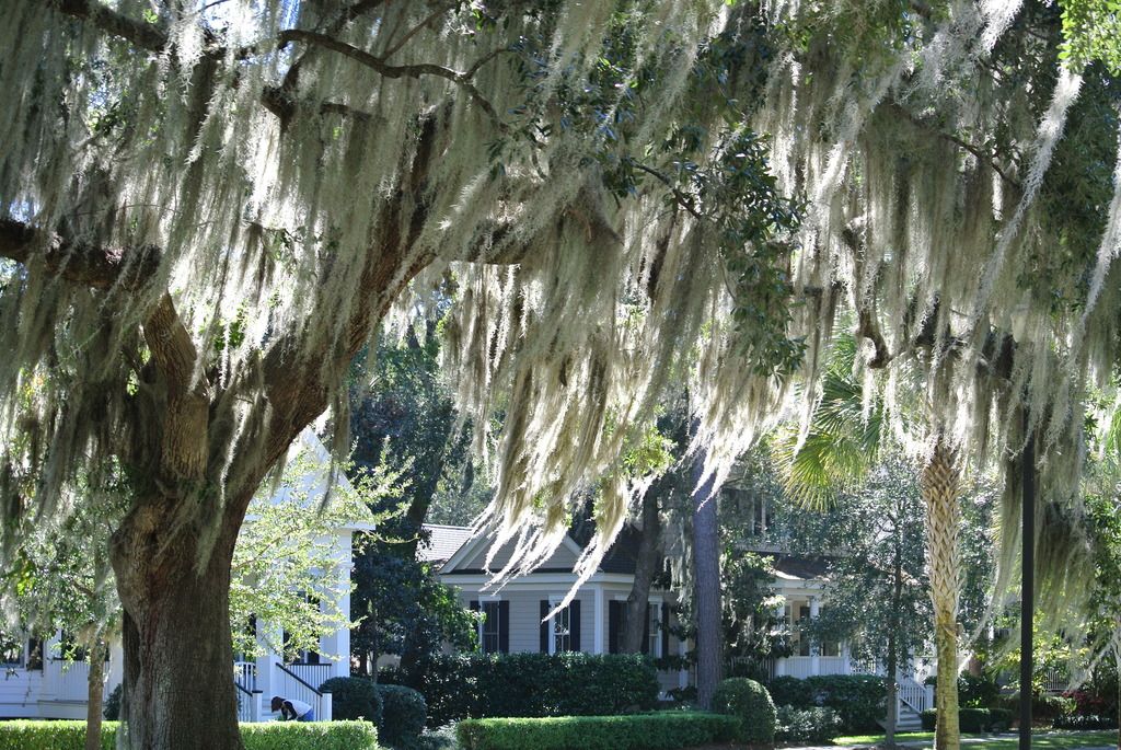 habersham beaufort south carolina