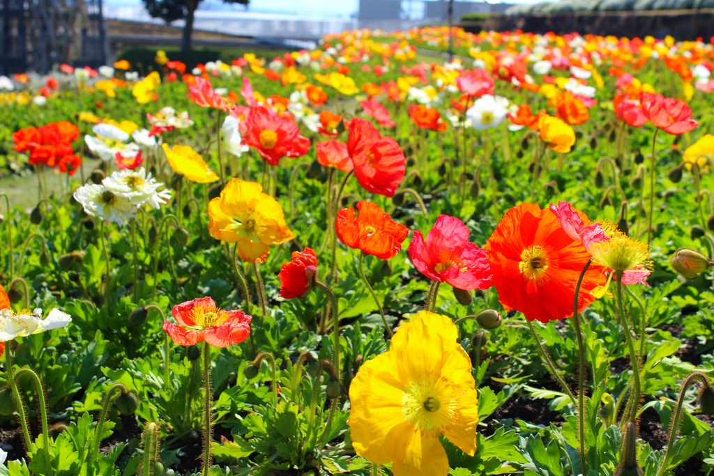 yamaguchi flowerland