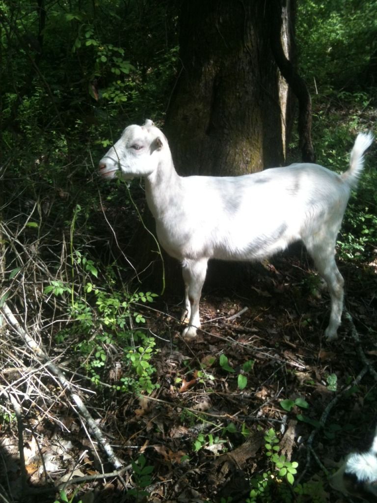Saanen doe/LaMancha buck? - Goats