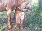 Breeding first timmers - Goats