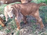 Breeding first timmers - Goats
